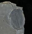 Elrathia Trilobite In Matrix - Utah #6741-1